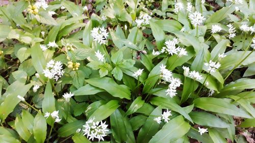 Flowers blooming outdoors