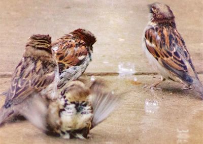 High angle view of birds on beach