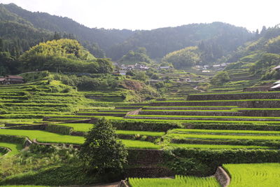 Scenic view of agricultural field