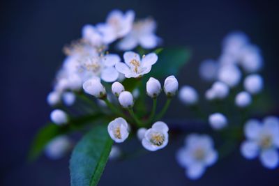 Close-up of white flowering plant