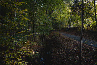 Trees in forest against sky