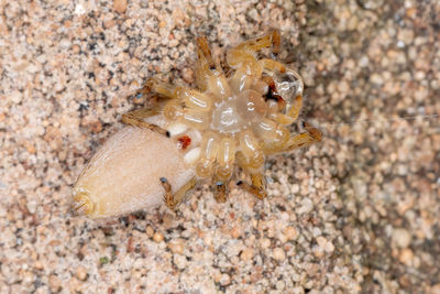 High angle view of crab on sand