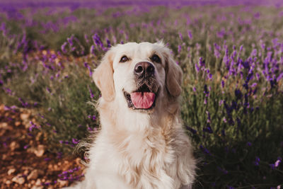 Close-up of a dog on field