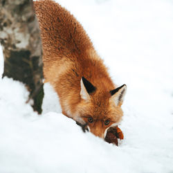 Close-up of fox