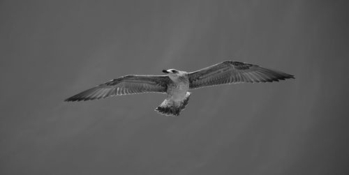 Low angle view of eagle flying in sky