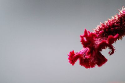 Macro shot of pink flower against gray background