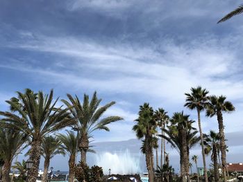 Low angle view of palm trees against sky