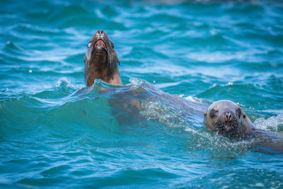 Portrait of turtle swimming in sea