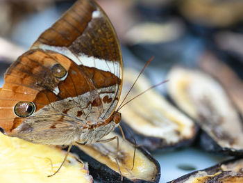 Close-up of butterfly