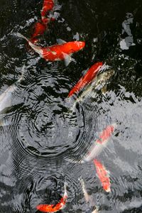 View of koi carps swimming in water