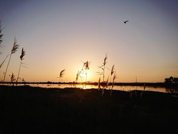 Silhouette birds flying against sky during sunset