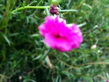Close-up of pink flower