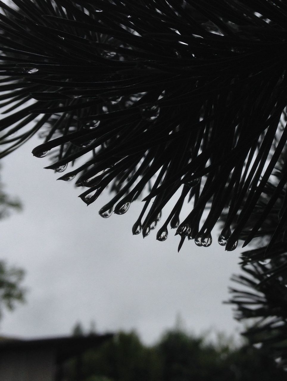 low angle view, close-up, focus on foreground, selective focus, growth, palm tree, silhouette, nature, sky, outdoors, no people, palm leaf, day, spiked, leaf, beauty in nature, fragility, tree, part of, plant