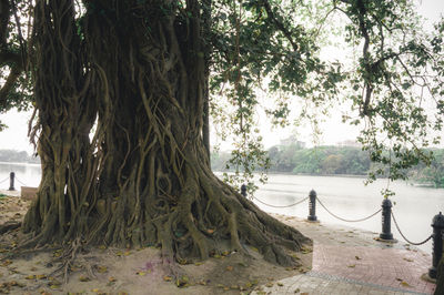 Scenic view of park