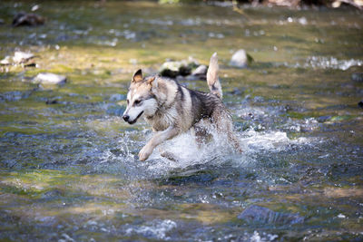 Dog running in water