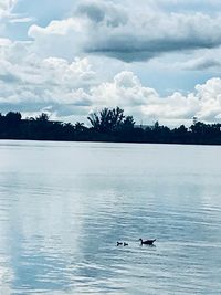 View of ducks swimming in lake