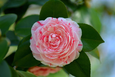 Close-up of pink rose