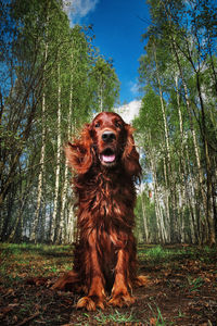 Dog looking away in forest