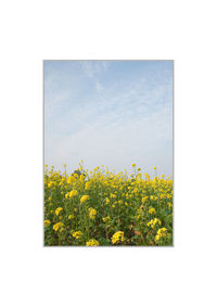 Yellow flowers growing on field against sky