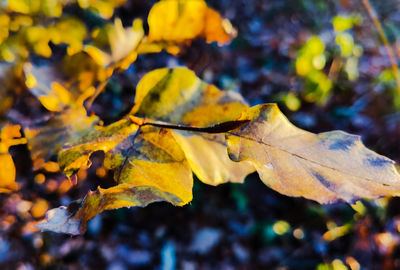 Close-up of yellow maple leaves