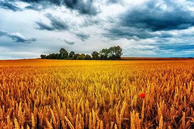 Wheat growing on field against sky