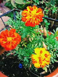 High angle view of orange flowers on potted plant