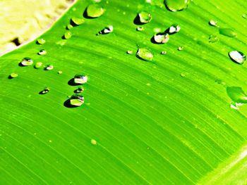 Close-up of raindrops on green leaves