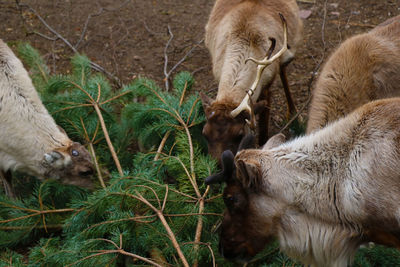 Sheep grazing in a field