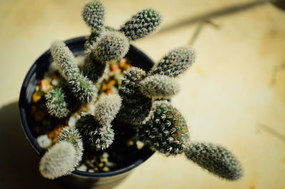 Close-up of succulent plant on table