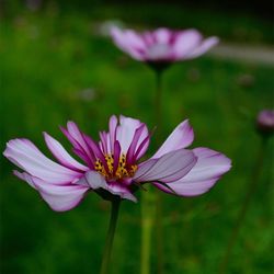 Close-up of lotus water lily