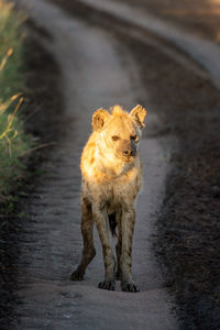 Spotted hyena stands on track at dawn