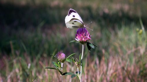 Close-up of butterfly on purple flower