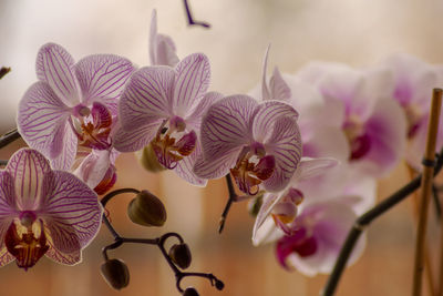 Close-up of pink orchids on plant