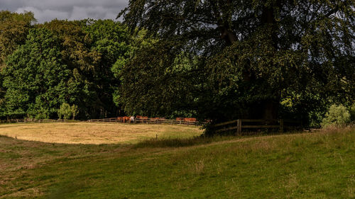 Trees and plants on field