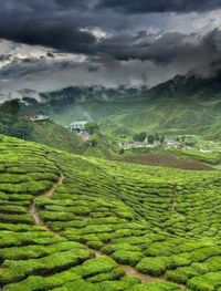 Scenic view of rice field against sky