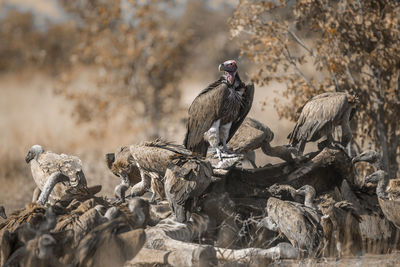 Flock of vultures scavenging on a field