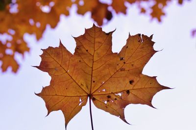 Close-up of maple leaves