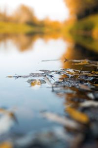 Close-up of autumn leaves on water