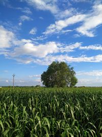 Crops growing on field against sky