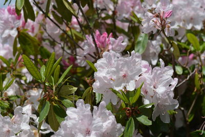 Close-up of pink flowers