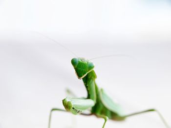 Close-up of insect over white background