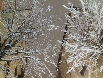 Full frame shot of bare tree during winter