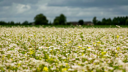 Scenic view of field against sky