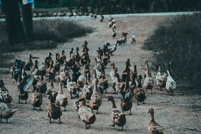 High angle view of birds in lake