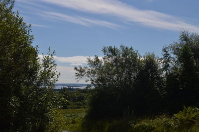 Trees on field against sky