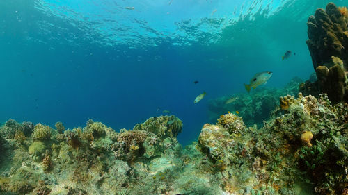 undersea