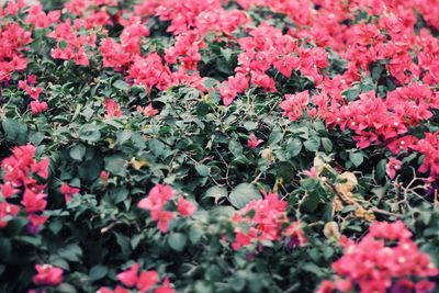 Close-up of pink flowers blooming in field
