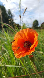 Close-up of orange poppy on field