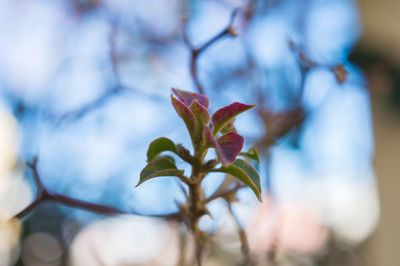 Close-up of plant