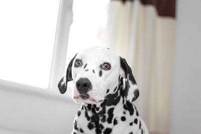 Close-up portrait of a dog